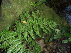Asplenium adiantum-nigrum adiantum-nigrum