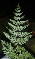Asplenium adiantum-nigrum adiantum-nigrum