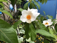 Franklinia
