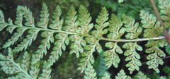 Asplenium adiantum-nigrum adiantum-nigrum