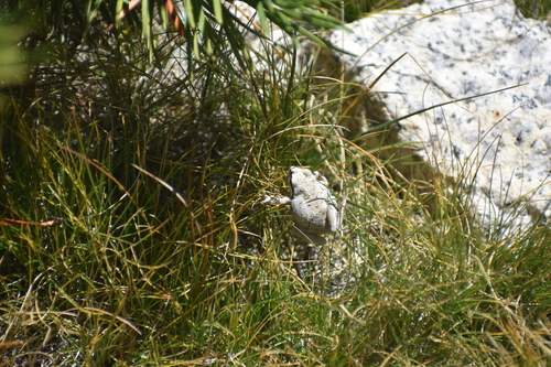 iNaturalist observation photo of Pacific chorus frog