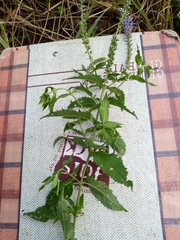 Veronica longifolia
