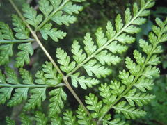 Asplenium adiantum-nigrum adiantum-nigrum