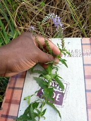Veronica longifolia