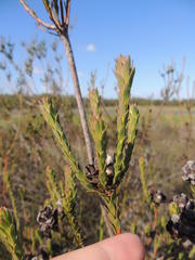 Leucadendron thymifolium
