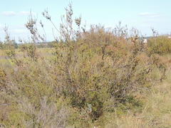 Leucadendron thymifolium