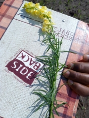 Linaria vulgaris