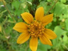 Tithonia thurberi