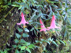 Philesia magellanica