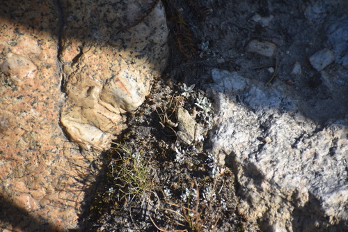 iNaturalist observation photo of Pacific chorus frog