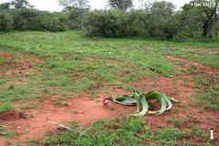 Crinum stuhlmannii image