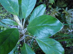 Brachyglottis buchananii