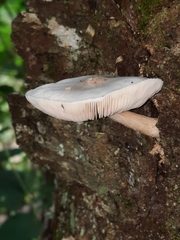 Pluteus tomentosulus
