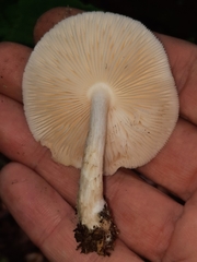 Pluteus tomentosulus