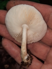 Pluteus tomentosulus
