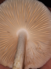 Pluteus tomentosulus