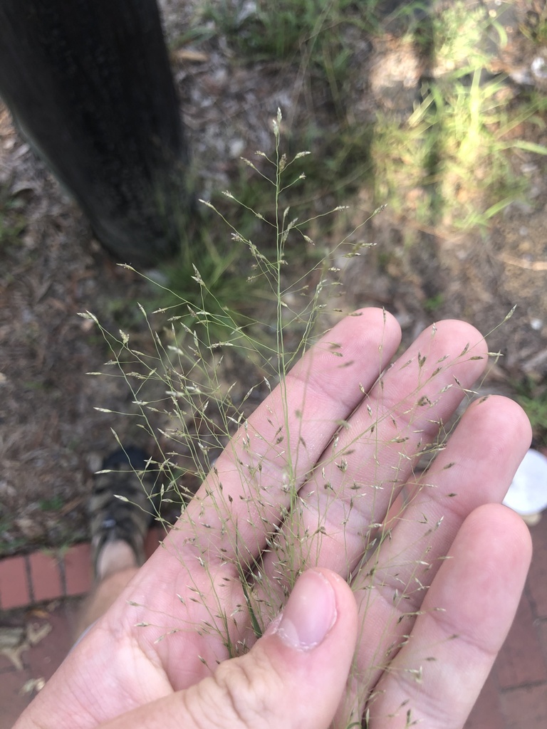 Mourning Lovegrass
