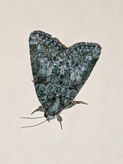 Bryophilinae