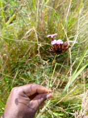 Dianthus carthusianorum