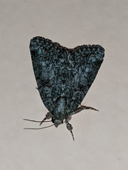 Bryophilinae