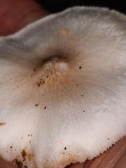 Pluteus tomentosulus