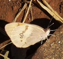 Colotis annae annae