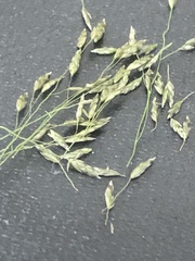 Eragrostis lugens