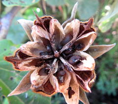 Hibiscus tiliaceus tiliaceus