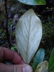 Brachyglottis buchananii