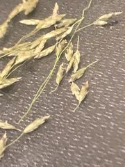 Eragrostis lugens