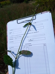 Betonica officinalis