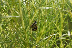 Leptinotarsa lineolata