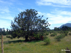 Podocarpus nubigenus