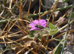 Acmaeodera parkeri
