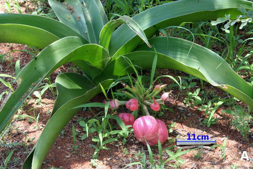 Crinum image