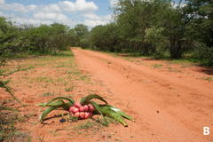 Crinum stuhlmannii image