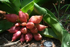 Crinum stuhlmannii image