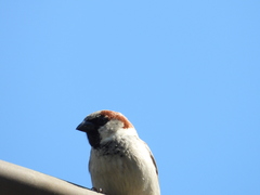 Passer domesticus