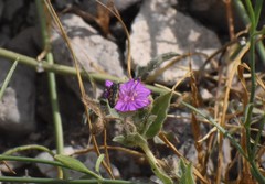 Acmaeodera parkeri