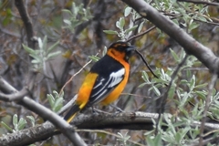 Icterus bullockii × galbula