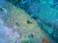 Candelabrum tentaculatum