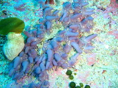 Candelabrum tentaculatum