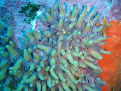 Candelabrum tentaculatum