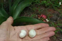 Crinum stuhlmannii image