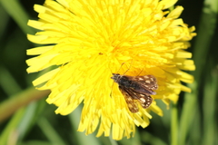 Carterocephalus