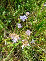 Jasione montana