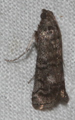 Cryptoblabes euraphella