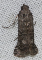 Cryptoblabes euraphella
