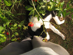 Capsicum baccatum pendulum