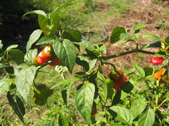 Capsicum baccatum pendulum